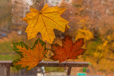 Autumn maple leaves close-up on the wet glass of the window against the background of the sky. Rain outside the window on an autumn day.の写真素材