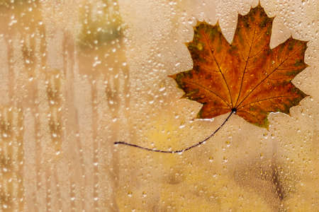 Autumn maple leaf close-up on the wet glass of the window against the background of multi-colored trees. Rain outside the window on an autumn day.の写真素材