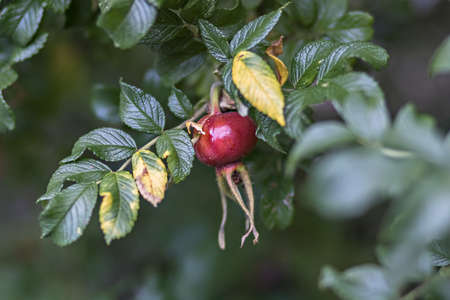 Red rosehip ripen on the bush. Summer time.の写真素材