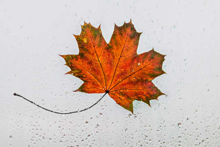 Autumn maple leaf close-up on the wet glass of the window against the background of the sky. Rain outside the window on an autumn day.の写真素材