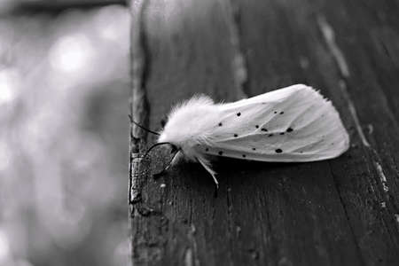 A white edged moth on a blue wooden bench in the gardenの写真素材