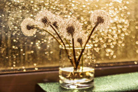 Bouquet of white fluffy dandelions in a glass cup on a windowsill in the rays of the sunset after rainの写真素材