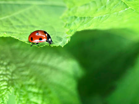 Red ladybug on a green leaf in the garden.
