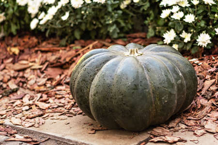 Still life with a green pumpkin and seasonal blooming flowers at the harvest festival. Autumn seasonの写真素材
