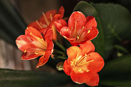The bright red flowers of the clivia plant. South African flora.