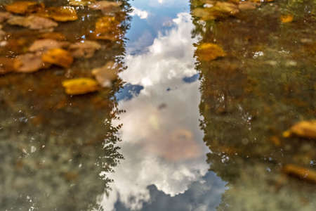 A duck swims in a pond in the Park.