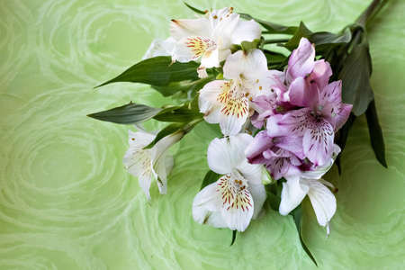 Bouquet of pink and white astromeria flowers on a green background. Spring.の写真素材