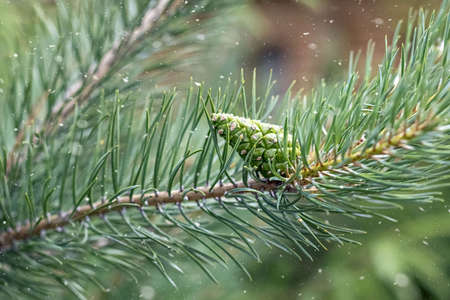 Pine branch with a green cone. Christmas background.