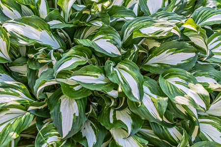 Background of the leaves of the Hosta plant.