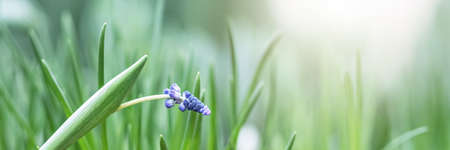 Bushes of blooming purple Muscaria in the garden. Spring. Flowering.Bannerの写真素材
