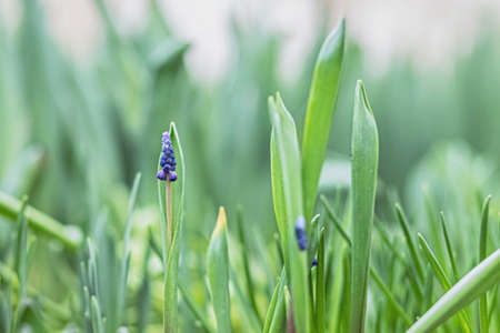 Bushes of blooming purple Muscaria in the garden. Spring. Floweringの写真素材