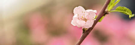 A macrophotography of a pink cherry blossom. Sakura blossomの写真素材
