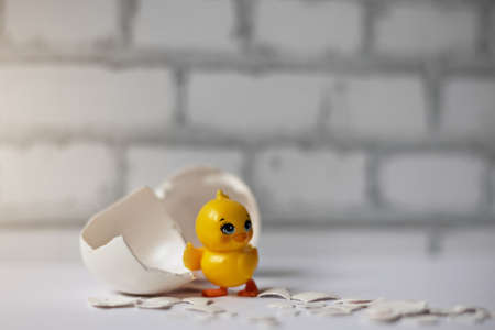 White egg shell of a broken chicken egg with fragments and a hatched chicken isolated. Easter.