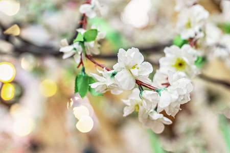 Ornamental plant, branches with white sakura flowers on a blurred background with bokeh
