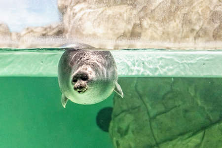 The Baikal seal swims under water. Seal in the aquarium. Observation of the animal worldの写真素材