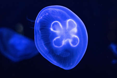 Background of beautiful blue neon jellyfish. Aquarium.