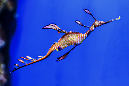 Seahorse Phyllopteryx taeniolatus. Observation of the inhabitants of coral reefs in the aquarium.の写真素材