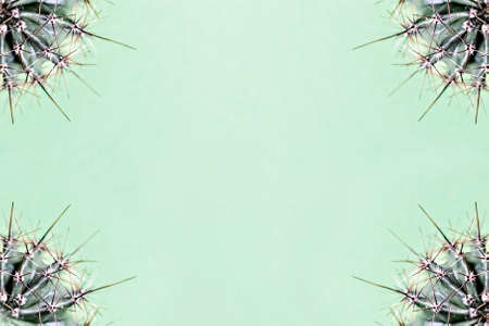 Background from parts of a cactus on a green background. Plant texture with thorns.の写真素材
