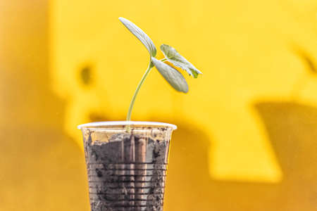 Vegetable sprout. Growing young cucumber seedlings in cups. Horticulture and harvest conceptの写真素材