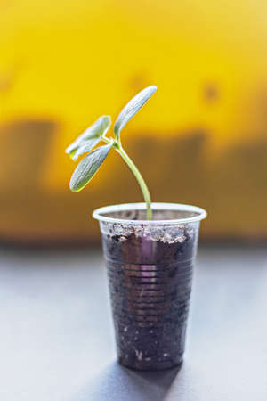 Vegetable sprout. Growing young cucumber seedlings in cups. Horticulture and harvest concept