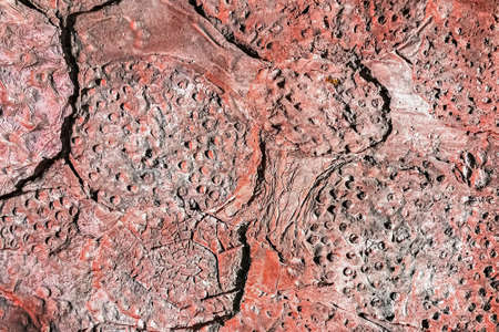 Abstract stone background. Plant texture bannerの写真素材