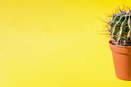 Part of a cactus plant in a flower pot on a yellow background.の写真素材