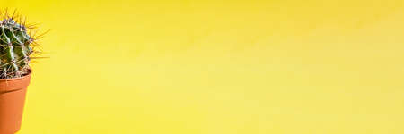 Part of a cactus plant in a flower pot on a yellow backgroundの写真素材