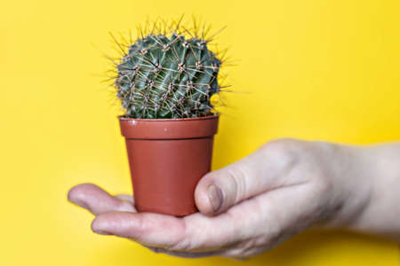 In a woman's hand, a cactus in a pot on a yellow background.の写真素材