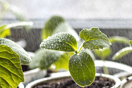 Vegetable sprouts.Growing and watering young seedlings of cucumbers in cups.
