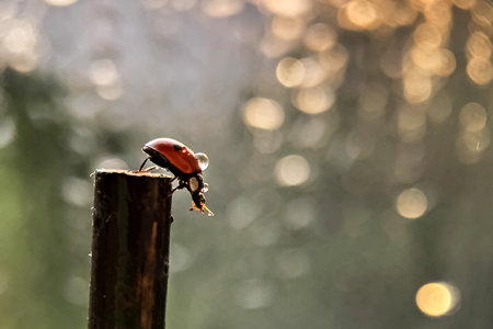 A red ladybug crawls on a stick towards the sun's sunset rays. Bokeh. Macrophotography. After rain.の写真素材