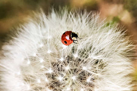 Red ladybug on a white dandelion.の写真素材