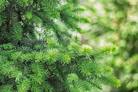 Natural background of young green spruce branches.の写真素材