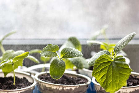 Vegetable sprouts.Growing and watering young seedlings of cucumbers in cups.の写真素材