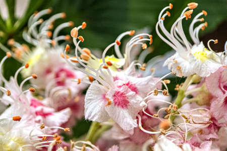Chestnut inflorescences. White-rose flowers close-up. Natural background.の写真素材