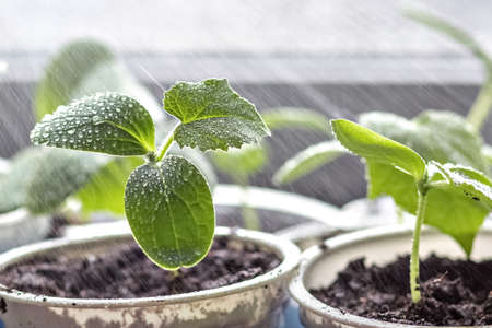 Vegetable sprouts.Growing and watering young seedlings of cucumbers in cups.の写真素材