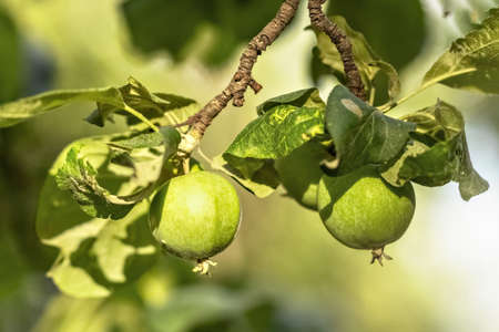 Young green unripe apples on a tree branch.の写真素材