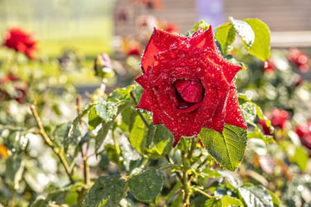 Red rose flower close-up with water droplets in the garden.の写真素材