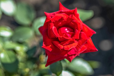 Red rose flower close-up in the garden.の写真素材