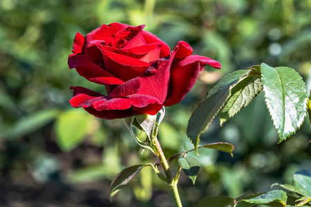 Red rose flower close-up in the garden.の写真素材