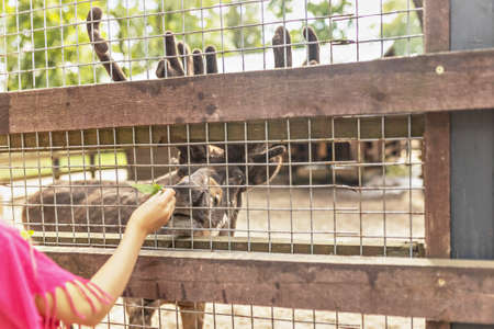 A woman feeds a deer through a net. Zoo, mini farmの写真素材