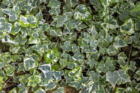 The background is made of natural ivy leaves. Textureの写真素材