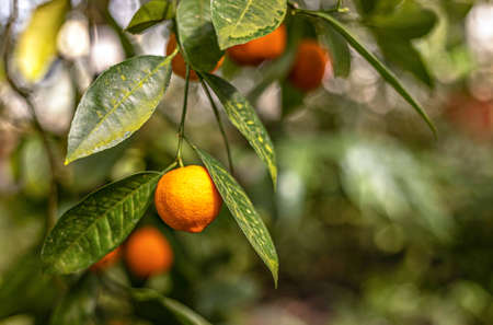 Branch with bright orange tangerines on a fruit tree in the garden. Natural background.の写真素材