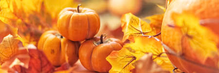 Autumn still life. Fallen maple leaves and orange pumpkins. Autumn harvestの写真素材