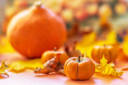 Autumn still life. Fallen maple leaves and orange pumpkins. Autumn harvestの写真素材