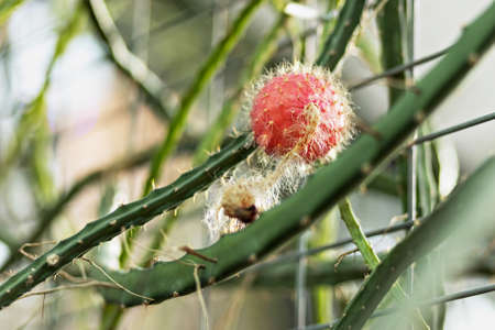 Part of a prickly green cactus.Fruit.の写真素材
