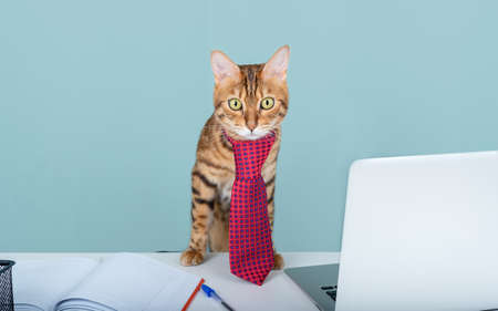 Cute domestic cat with green eyes in a red tie at a work desk at remote work during the coronavirus pandemicの写真素材