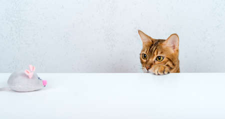 Domestic cat hunts for a toy gray mouse on a white table