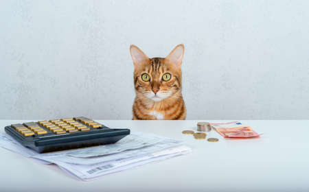 Domestic cat looks at receipts with a calculator and money on the tableの写真素材