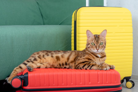 Bengal cat lies on a suitcase in the room, waiting for the trip.の写真素材