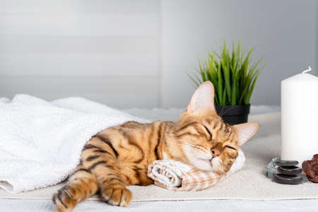 Bengal cat resting by resting its head on a towel on a massage table during a spa procedureの写真素材